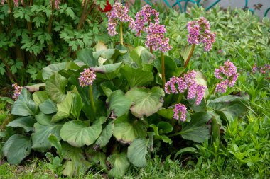 Bergenia cordifolia da Bergenia crassifolia olarak adlandırılır, badan, Sibirya çayı açan, koyu pembe varyant.