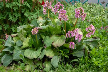 Bergenia cordifolia also named Bergenia crassifolia, the badan, Siberian tea blooming, dark pink variant. clipart