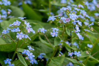 Beni unutma, küçük çiçekler şeklinde.