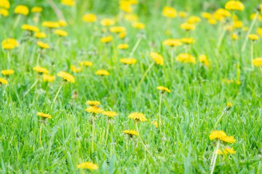 Baharda çiçek açan sarı karahindiba çiçeklerine Taraxacum 'un bahçedeki memuriyetini kapat. Baharda çayırdaki parlak ve sıradan karahindibaların ayrıntıları. Tıbbi şifalı ot ve besin maddesi olarak kullanılır.