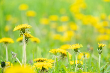 Baharda çiçek açan sarı karahindiba çiçeklerine Taraxacum 'un bahçedeki memuriyetini kapat. Baharda çayırdaki parlak ve sıradan karahindibaların ayrıntıları. Tıbbi şifalı ot ve besin maddesi olarak kullanılır.
