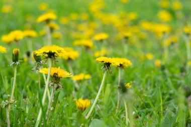 Baharda çiçek açan sarı karahindiba çiçeklerine Taraxacum 'un bahçedeki memuriyetini kapat. Baharda çayırdaki parlak ve sıradan karahindibaların ayrıntıları. Tıbbi şifalı ot ve besin maddesi olarak kullanılır.