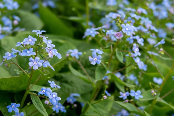 Não Esqueças Flores Pequenas Forma — Fotografia de Stock