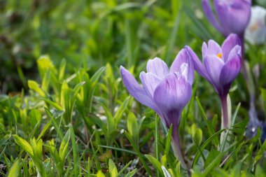 Muscari çiçeği. Muscari armeniacum. Üzüm sümbülleri. Muscari çiçekleri ılık gün ışığında.