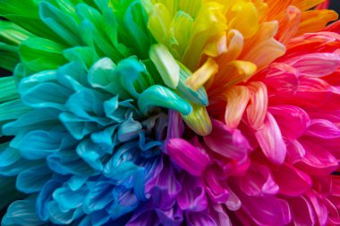 Renkli kasımpatı çiçekli makro shot. Kasımpatı gökkuşağı çiçeği arka planı.