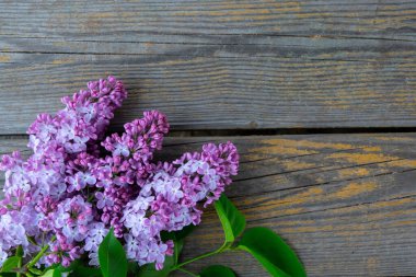 Ahşap arka plandaki güzel leylak