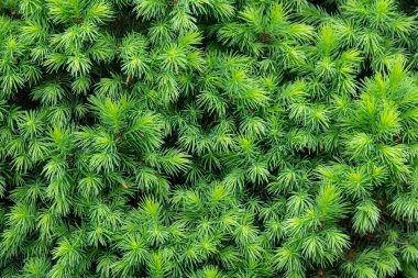 Noel ağacı dallarının arkaplanı.