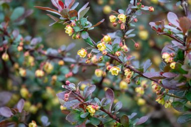 Barberry Berberis vulgaris taze olgun böğürtlen doğal yeşil arka plan Berberis thunbergii Latin Berberis Coronita Barberry