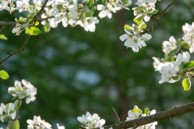 Bahar çiçeği: Bahçede çiçek açan elma ağacının dalı