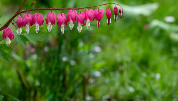 Flowering Plant Dicentra Formosa Blurred Background Flower Has Another Name — Stock Photo, Image