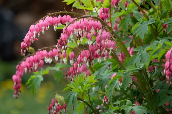 Flowering of the plant Dicentra formosa on a blurred background. This flower has another name - a bleeding or broken heart. Selective focus