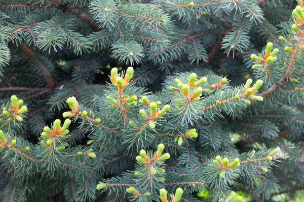 Background Christmas Tree Branches — Stock Photo, Image