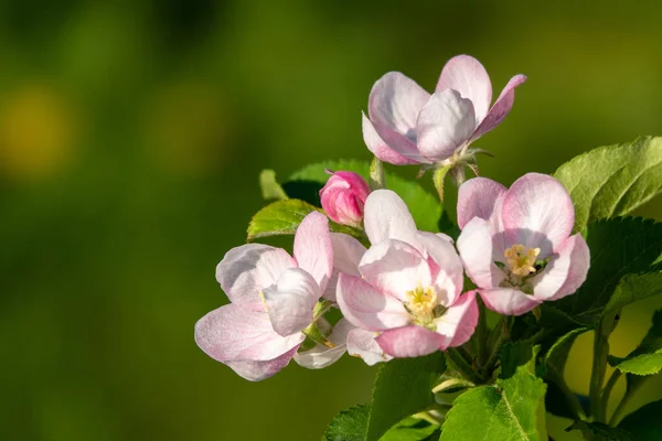 Spring Blossom Branch Blossoming Apple Tree Garden — Stock Photo, Image