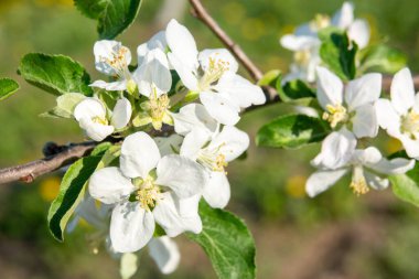 Bahar çiçeği: Bahçede çiçek açan elma ağacının dalı