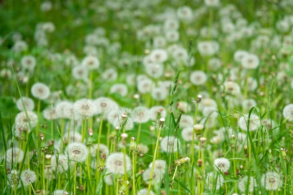 Dientes de león esponjosos blancos, fondo de primavera borroso verde natural, enfoque selectivo. — Foto de Stock