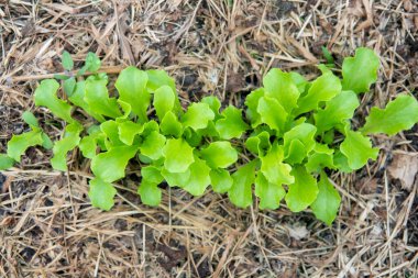 Arugula yatağın üstünde. Baharın başında bahçedeki ilk sebzeler. Yükseltilmiş yataklarda gübre kullanmadan turp ekimi. Arugula verimli topraklarda filizlenir..