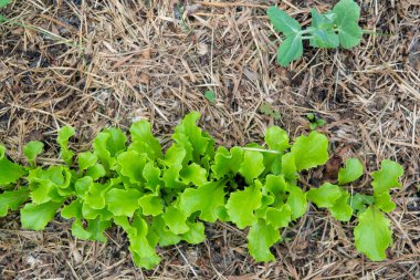 Arugula yatağın üstünde. Baharın başında bahçedeki ilk sebzeler. Yükseltilmiş yataklarda gübre kullanmadan turp ekimi. Arugula verimli topraklarda filizlenir..