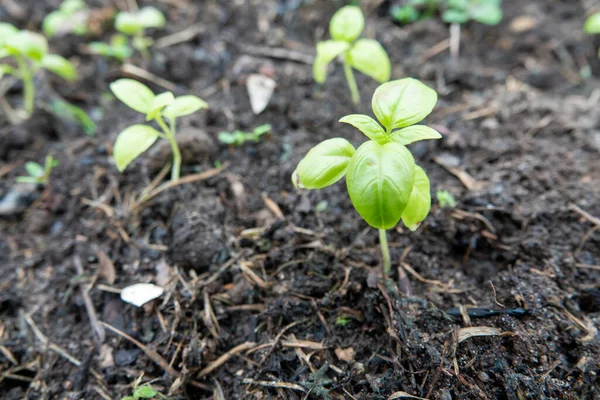 Basil. Ocimum basilicum. Ervas aromáticas, especiarias, horta. Cozinha Italiana. Arbustos manjericão. — Fotografia de Stock