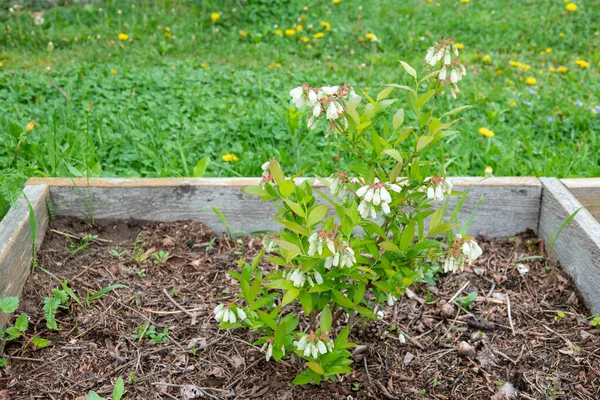 Blooming blueberry bush with a large number of flowers — Stock Photo, Image