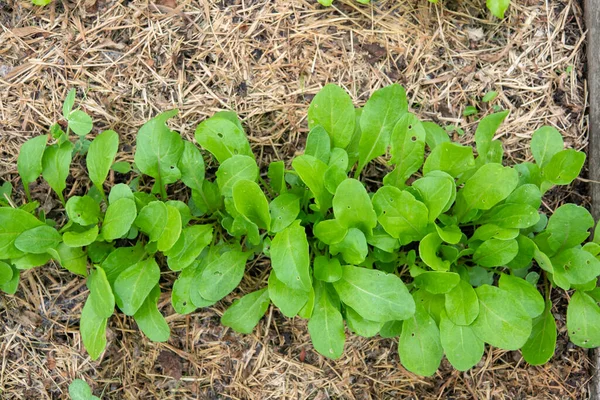 Ο Αρουγκούλα στο κρεβάτι. Τα πρώτα λαχανικά στον κήπο στις αρχές της άνοιξης. Οικολογική καλλιέργεια ραπανάκια σε υπερυψωμένα κρεβάτια χωρίς τη χρήση λιπασμάτων. Φύτρα ρόκα σε γόνιμο έδαφος. — Φωτογραφία Αρχείου