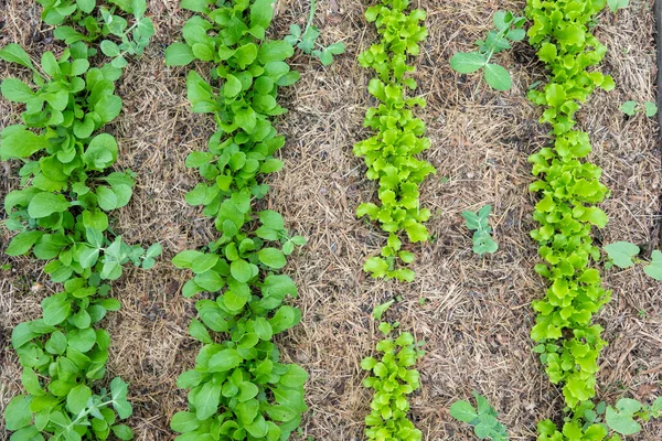 ベッドの上のアルグーラ。早春に庭で最初の野菜。肥料を使用せずに飼育ベッドで大根のエコ栽培。肥沃な土壌でのアルグラの芽. — ストック写真
