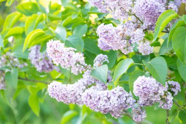 Yapraklı leylak çiçekleri dalı