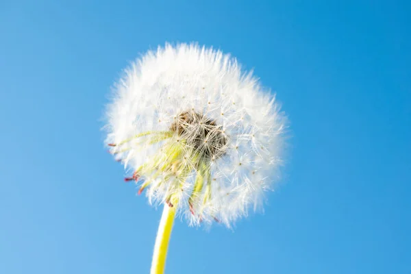 Diente León Blanco Primer Plano Contra Cielo Azul — Foto de Stock