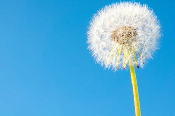 Diente León Blanco Primer Plano Contra Cielo Azul — Foto de Stock