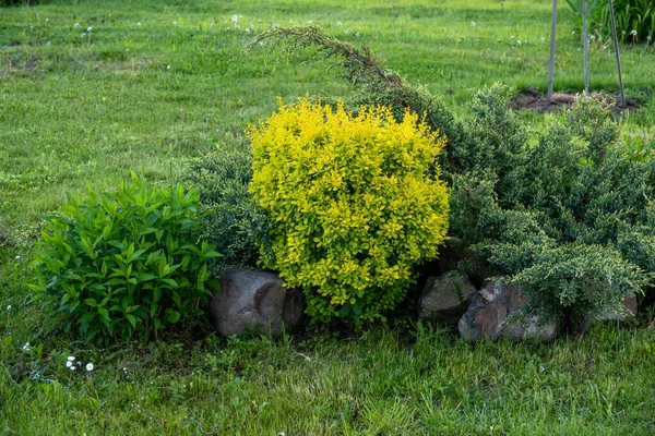 Backjard Group Bushes Plants Juniper Phlox Peony Thuja Barberry Front — Stock Photo, Image