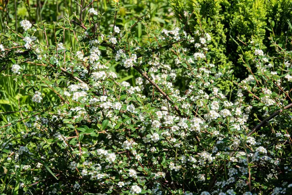 Bearberry Cotoneaster Major Latin Name Cotoneaster Dammeri Major — Stock Photo, Image