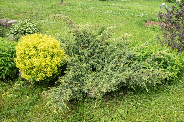 Backjard Group Bushes Plants Juniper Phlox Peony Thuja Barberry Front — Stock Photo, Image