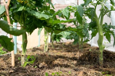 Yaz bahçesinde kırmızı domates. Kırmızı olgun domates meyveleri tarlada yetişir..