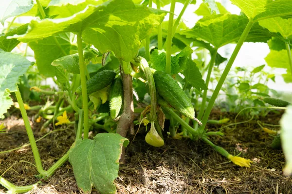 Köydeki Bir Bahçede Salatalıklar Şebekede Salatalık Felaketi Açık Havada Salatalık — Stok fotoğraf