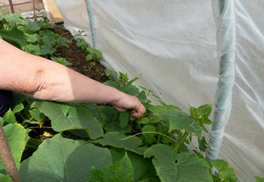 Köydeki bir bahçede salatalıklar. Şebekede salatalık felaketi. Açık havada salatalık yatağı.
