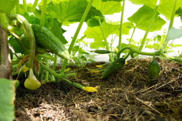 Cucumbers Garden Village Scourge Cucumbers Grid Bed Cucumbers Open Air — Stock Photo, Image