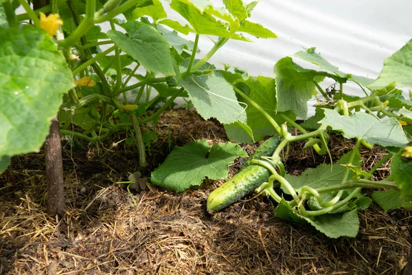 Cucumbers Garden Village Scourge Cucumbers Grid Bed Cucumbers Open Air — Stock Photo, Image