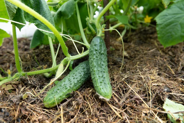 Cucumbers Garden Village Scourge Cucumbers Grid Bed Cucumbers Open Air — Stock Photo, Image