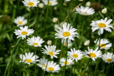 Camomile daisy flowers in garden