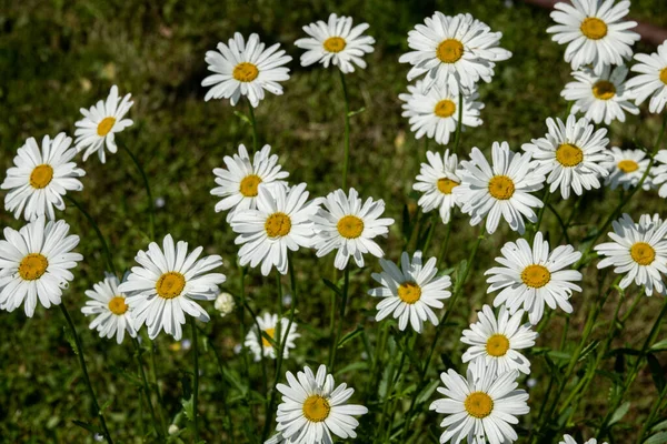 Camomile Daisy Flowers Garden — Stock Photo, Image