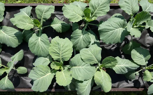 Agriculture White Cabbage Head Grow Garden Healthy Healthy Food Humans — Φωτογραφία Αρχείου