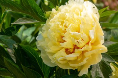 Yellow peony flower in garden. Bartzella Itoh Peony bloom in Park. Large, luminous, golden yellow double bloom. Mother s Day card with yellow rose in bloom