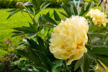 Yellow peony flower in garden. Bartzella Itoh Peony bloom in Park. Large, luminous, golden yellow double bloom. Mother s Day card with yellow rose in bloom