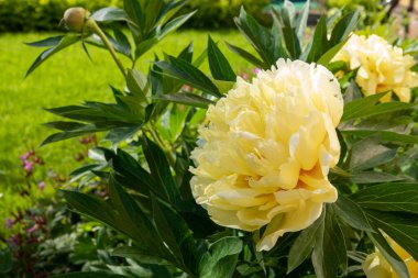 Yellow peony flower in garden. Bartzella Itoh Peony bloom in Park. Large, luminous, golden yellow double bloom. Mother s Day card with yellow rose in bloom clipart