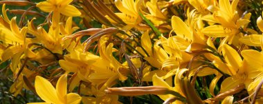 Sarı zambak çiçeğine yaklaş. Hemerocallis ayrıca Limon Zambağı, Sarı Zambak, Hemerocallis Flava olarak da bilinir. Sarı zambak çiçeği, Lilium Parryi olarak bilinir, güzel..