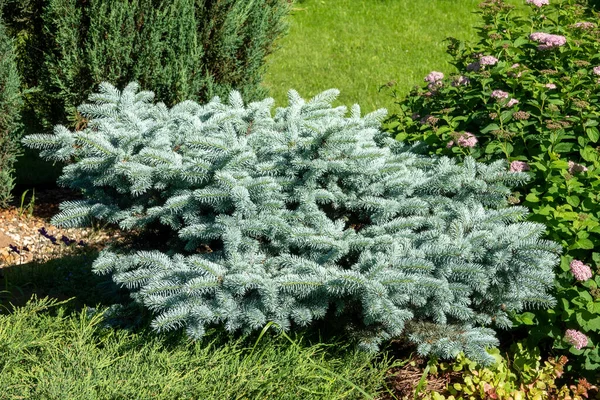 Miniature Dwarf Fir Tree Coniferous Garden Picea Abies Little Gem — Stock Photo, Image