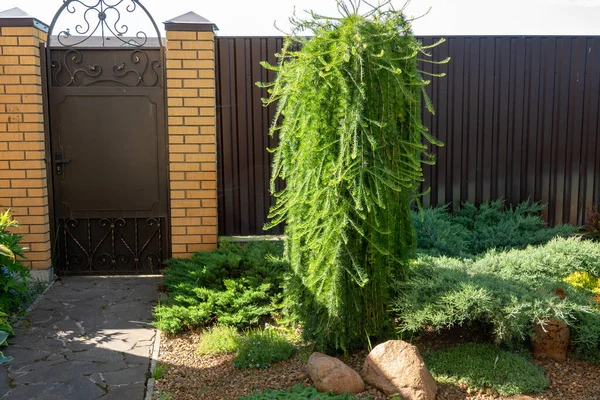 Picea Abies Mały Klejnot Rzadki Karzeł Iglasty Ogrodzie — Zdjęcie stockowe