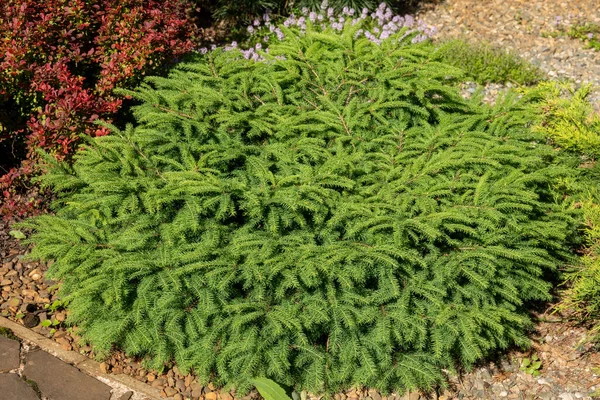 a miniature dwarf fir tree in the coniferous garden. Picea abies little Gem with pale green spring vegetation. flower wallpape