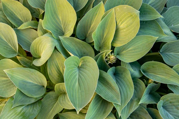 Värdblomning Rabatt Lantlig Trädgård — Stockfoto