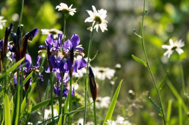 İris. Iris ailesinin kalıcı ribozomatöz bitkisi Iridaceae. Doğanın güzel, soyut arka planı. Yararlı. Lüks sarı çiçek.
