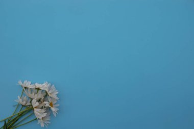 Beyaz arka planda güzel papatya çiçekleri, üst manzara.